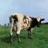 Pink Floyd-Atom Heart Mother