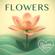 Bossa Nova Brain-Flowers (Bossa Nova)