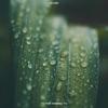Rain Sounds-To Fall Asleep To