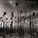 Dead Can Dance-Anastasis
