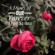 True Swans-A Diary of Our Forever - EP