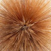 hit download Of the Near and Far    Patricia Brennan