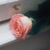 hit download Blooom    Planet Funk